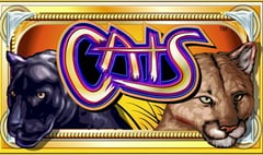 IGT - Cats